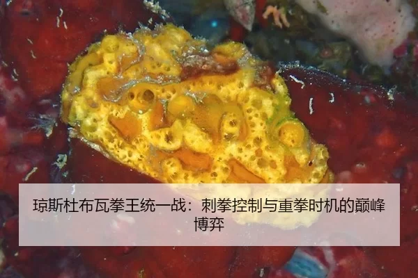 琼斯杜布瓦拳王统一战：刺拳控制与重拳时机的巅峰博弈